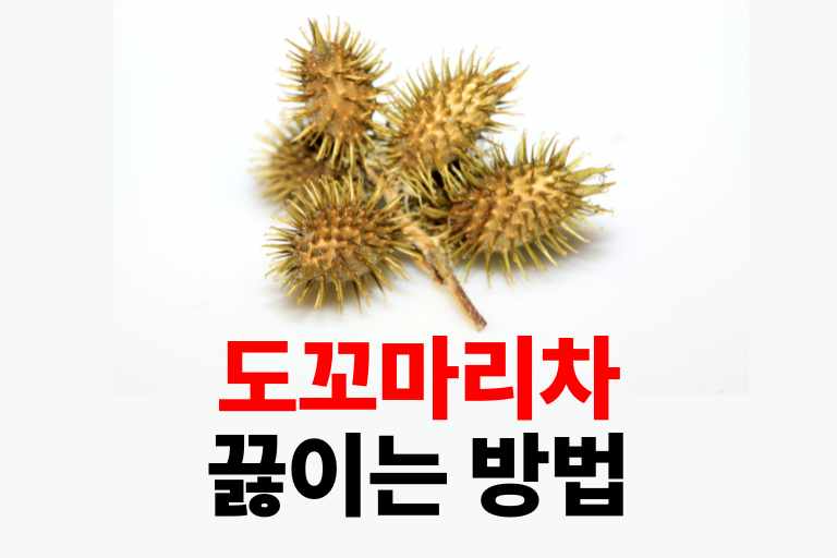 도꼬마리차 끓이는 방법 Xanthium strumarium